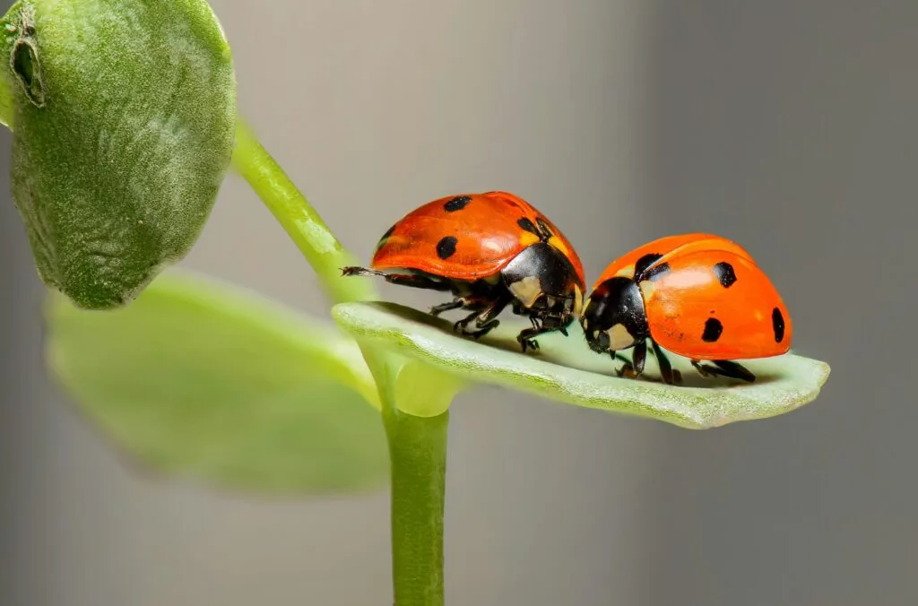 Insects on the leaf